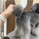 우아댕댕 네이버블로그