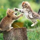 행복한 고양이 이미지