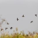 흰얼굴아기오리 Cotton Pygmy Goose 마얀마 20년1월 이미지