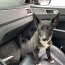 도시 강아지 이미지