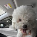 비숑다움 | [광주애견미용/광주비숑미용] " 비숑다움 "