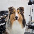 메리몰펫샵 이미지