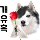 은밀하개위대하개 이미지