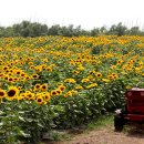 해바라기꽃 이미지