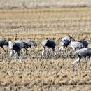 서산의 흑두루미(hooded crane) 이미지