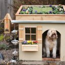 강아지집 이미지