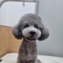 얼바인동물병원 이미지