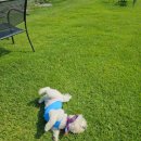 펫피플 스타필드명지점 이미지