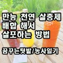 만능 천연 살충제 배합해서 살포하는 방법 이미지