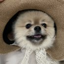 애니웰 동물병원 이미지