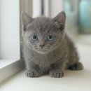 미유펫 강아지분양 고양이분양 부천점 이미지