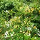 인동농장 이미지