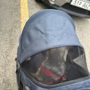 북악동물병원 이미지