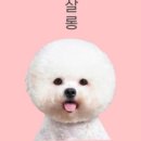 올리브네 펫살롱 이미지