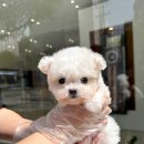 광주강아지분양 마마스미독 24시 광주봉선점 | 전남 전북 애견 전문 애견샵 광주강아지 마마스미독 24시 광주봉선점 방문후기