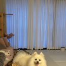 멈머링(mummuring) | 남악애견미용/목포애견미용/폼피츠미용/멈머링