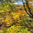 한라산둘레길 천아숲길 | 제주 한라산둘레길1구간 천아숲길 천아계곡 실시간 단풍 임시주차장위치