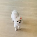 개똥이 애견샵 | 20년 경력의 손길 아이가 편안해했어요 풍암동애견유치원 개똥이와야옹이 방문기