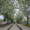 전주 감성 명소 | 팔복예술공장 봄 철길 꽃터널 후기 🌸