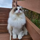 [랙돌 고양이 빗질] 빗질 싫어하는 아르를 위한 엘아미고 민트펄, 데일리 브러싱 3분 컷 후기