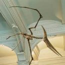 프테라노돈 이미지