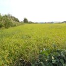 연향중앙상가길 이미지