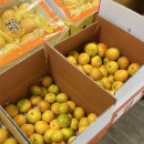 올래농장 이미지