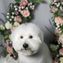 지혜롭개 이미지