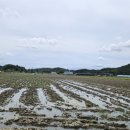 옥산리농로 이미지