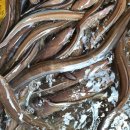 원기회복에 좋은 활붕장어/활전복/미역줄기/두절조기 판매합니다 이미지