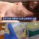 돼지열병 관련주 돼지열병 테마주 총 정리 이미지