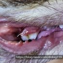 해운대조은동물병원 이미지