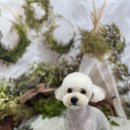 털뭉치이발소 이미지