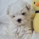 드림독 강아지분양 안심분양센터 부천점 이미지