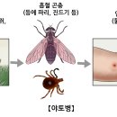 야토병(Tularemia) 이미지