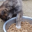 강생이천국 이미지