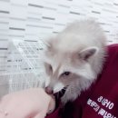 아잉독 애견카페 이미지