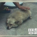 왕세숫대야냉면 왕돈까스 금촌점 이미지