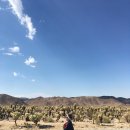 별 | [LA] 마이리얼트립 조슈아 별멍투어 후기