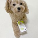 프롬퍼피 | 말티푸 강아지 영양제 항산화제 프롬더셀 어덜트 액티브 라인