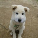 리틀 포레스트 펜션 이미지