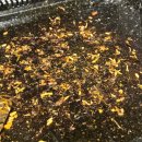 시청흑돼지돈삼겹 이미지