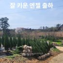 블루엔젤 A급 수형 규격 : H 1.5 ~ H 2.5 수량 : 2000주 이상 판매 이미지