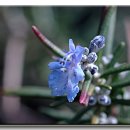 로즈마리 이미지