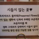 벨르플라워 이미지