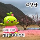 양산 원동 미나리삼겹살 축제 주차 후기