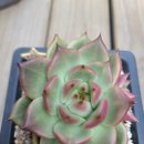 코델리아 이미지