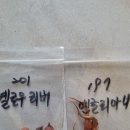 사랑초 엔글리아나 옐로우리버 이미지