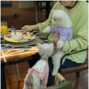 가평모나코애견펜션 이미지