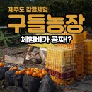 선은농장 | 1월 귤농장 체험 추천 입장료 0원, 무제한 시식? '구들농장' 방문기